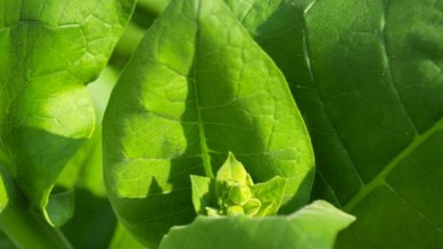 A tobacco plant with flower bud. Mouse click leads to enlarged view.