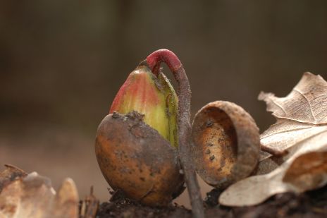 Seedling of an oak tree.  Click leads to enlarged view