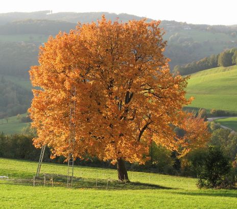 Elsbeere mit Herbstlaubfärbung. Mausklick führt zu einer vergrößerten Ansicht.