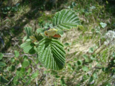 Grey alder leaves. Click leads to enlarged view