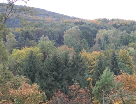 Herbstlaub im Wald. Mausklick führt zu einer vergrößerten Ansicht.