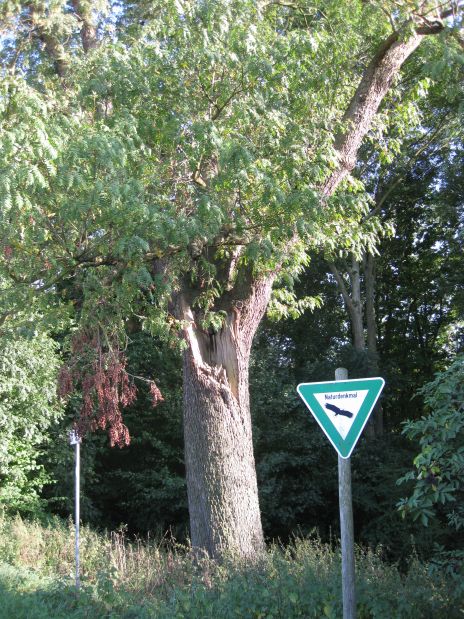 Speierling-Baum in einem Landschaftsschutzgebiet. Mausklick führt zu einer vergrößerten Ansicht.