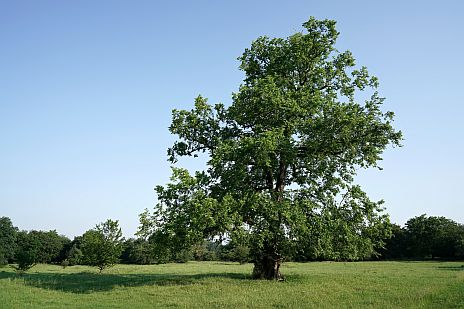 Eine Ulme steht in freier Landschaft auf einer Wiese. Mausklick führt zu einer vergrößerten Ansicht.