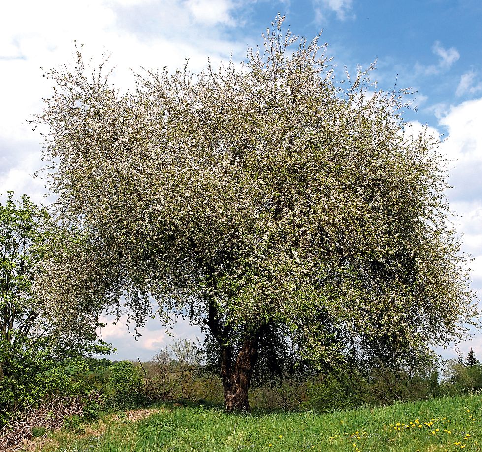 Wild-Apfelbaum in Blüte auf einer Wiese. Mausklick führt zu einer vergrößerten Ansicht