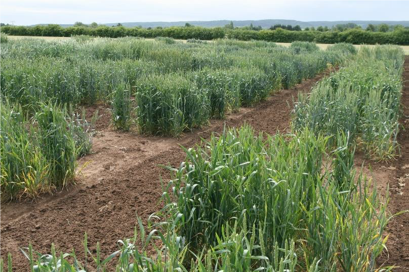 Feldversuch mit Weizen und Gerste Mausklick führt zur vergrößerten Ansicht