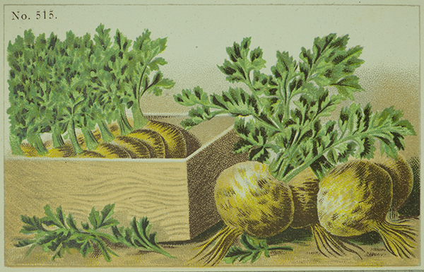 Celeriac variety: apple. Mouse click leads to enlarged view. 