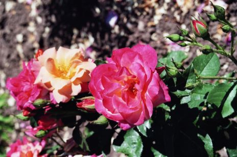 Zwei Rosenblüten. Mausklick führt zu einer vergrößerten Ansicht