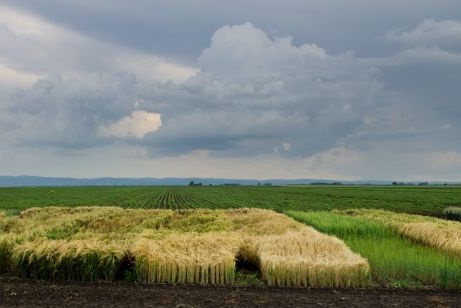 Ein Feld mit unterschiedlichen Getreidesorten. Mausklick führt zur vergrößerten Ansicht.