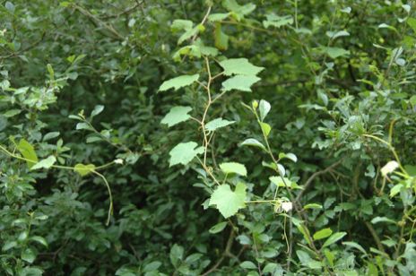 Wildrebe im Wald auf der Insel Ketsch. Mausklick führt zu einer vergrößerten Ansicht.