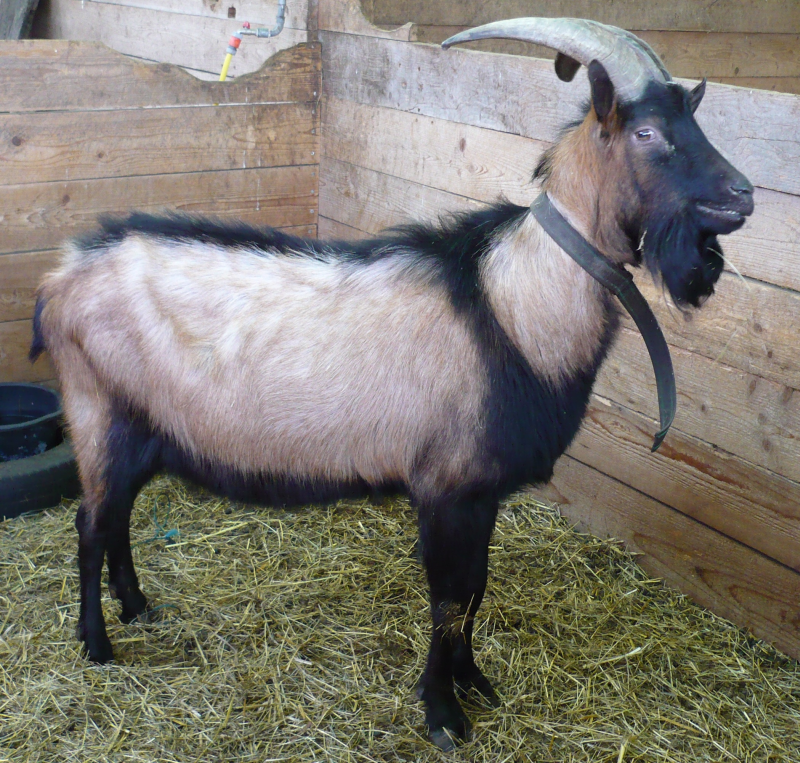 Eine Ziege steht auf Stroh in einem Stall. Sie hat ein braunes Haarkleid mit einem schwarzen Streifen amin Rücken. Auch der Kopf ist von schwarzen Streifen geschmückt. 