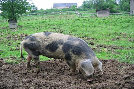 Buntes Bentheimer Schwein auf der Weide. Mausklick führt zu einer vergrößerten Ansicht.