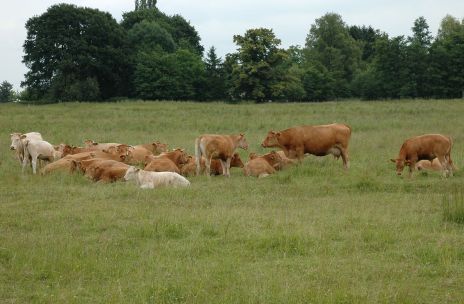 Glan cattle on the pasture. Mouse click leads to enlarged view