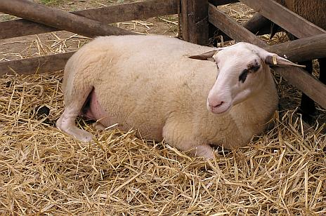 Bentheimer sheep lying in straw. Mouse click leads to enlarged view.