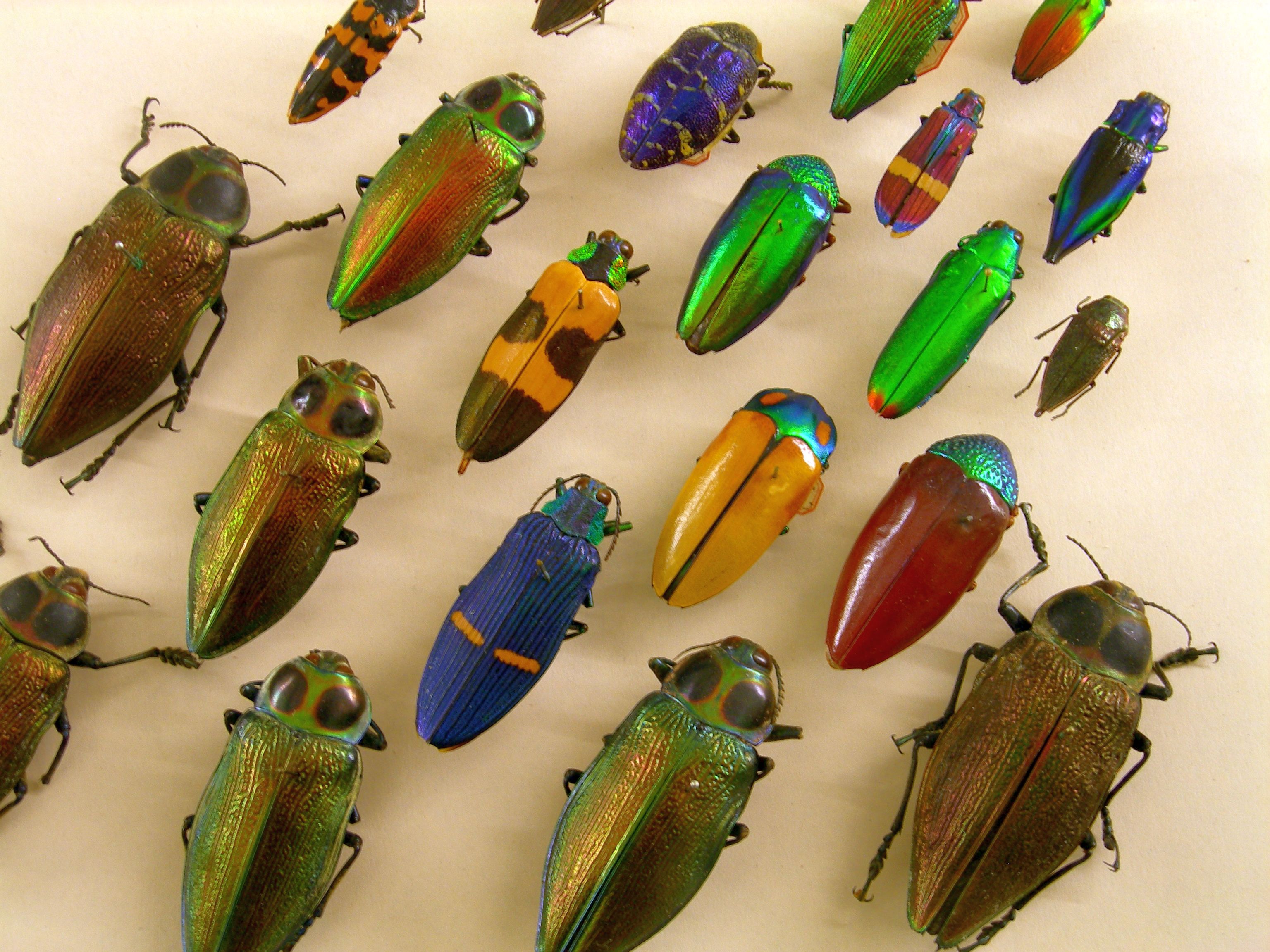 Käfervielfalt im Naturkundemuseum. Mausklick führt zu einer vergrößerten Ansicht