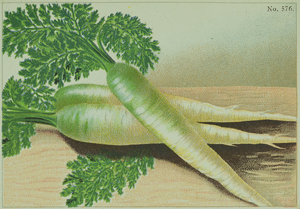 Zeichnung eine auf einem braunen Tisch liegenden weißen Möhre mit grünem Büschel