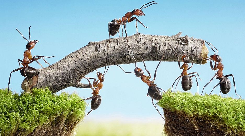 Teamwork: Ameisen bauen mit eine Brücke mithilfe von einem Ast. Mausklick führt zur vergrößerten Ansicht.