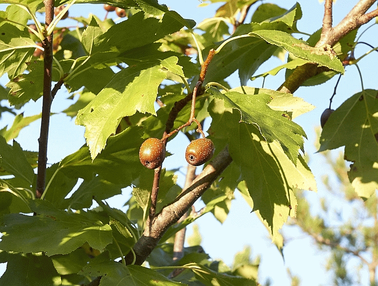 Das Bild zeigt die kleinen, braunen Früchte der Elsbeere am Baum hängend. Mausklick führt zur vergrößerten Ansicht.