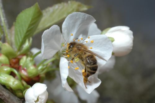 Biene auf weißer Blüte