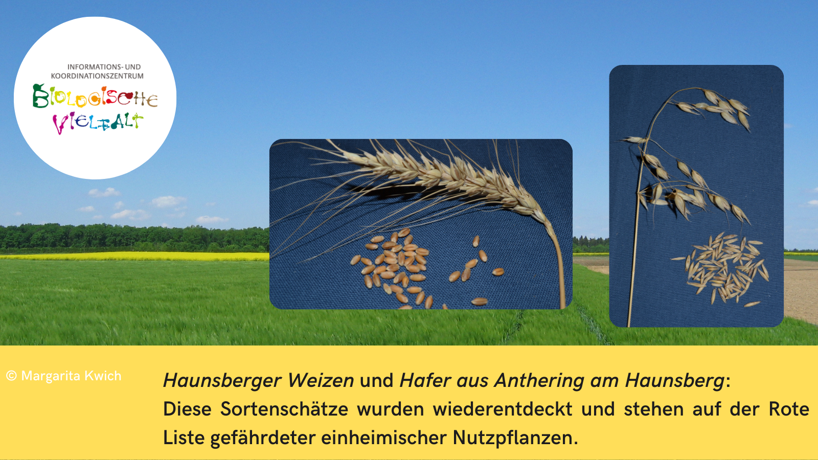 Vor dem Hintergrund einer Agrarlandschaft mt einem grünen Getreidefeld heben sich zwei Fotos ab: Vor einem blauen Hintergrund sind jeweils eine Ähre und Körner von Weizen und Hafer abgebildet