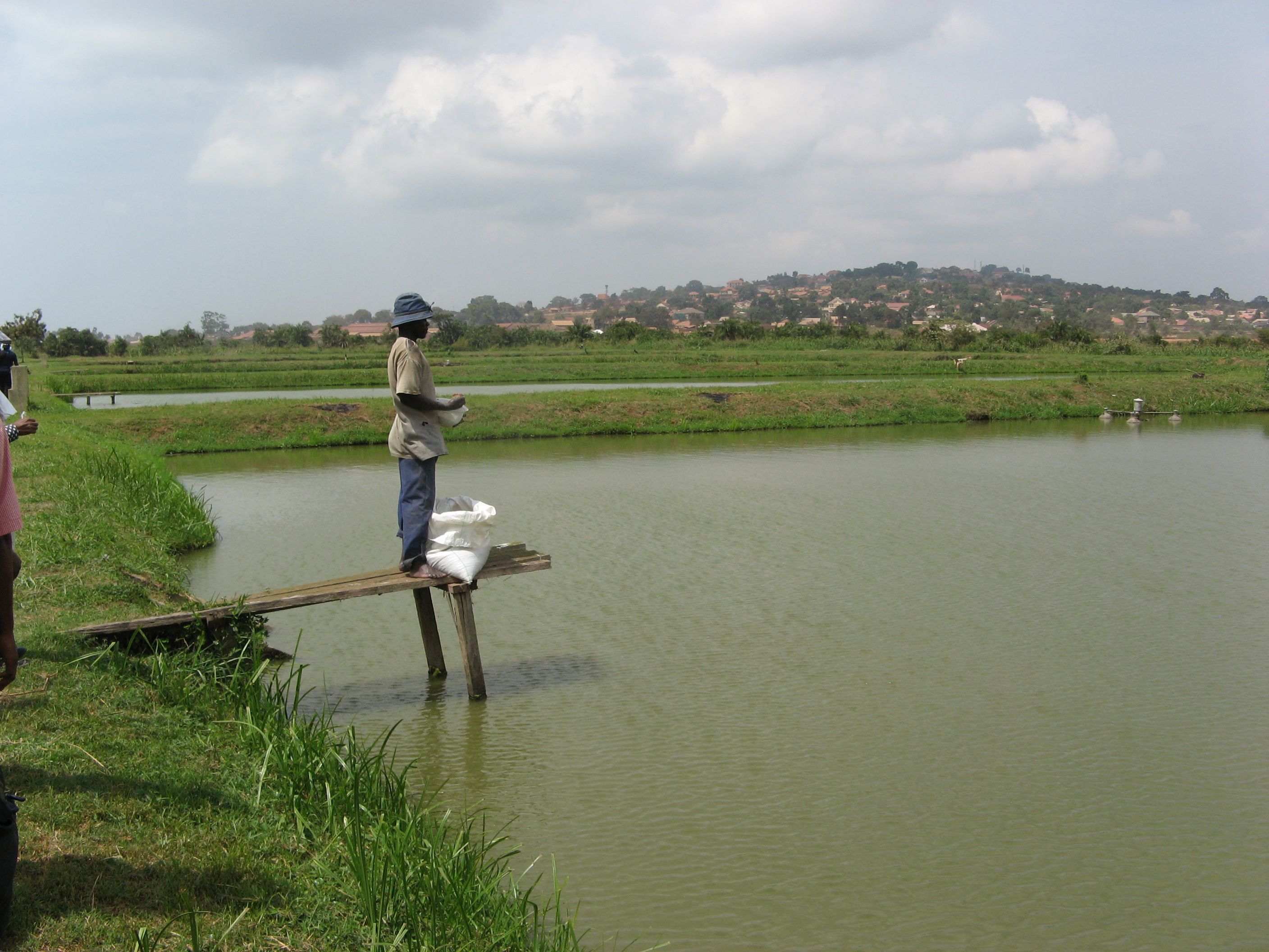 Fish pond at the Aquaculture and Development Centre, Kajjansi in Uganda. Mouse click leads to an enlarged view 