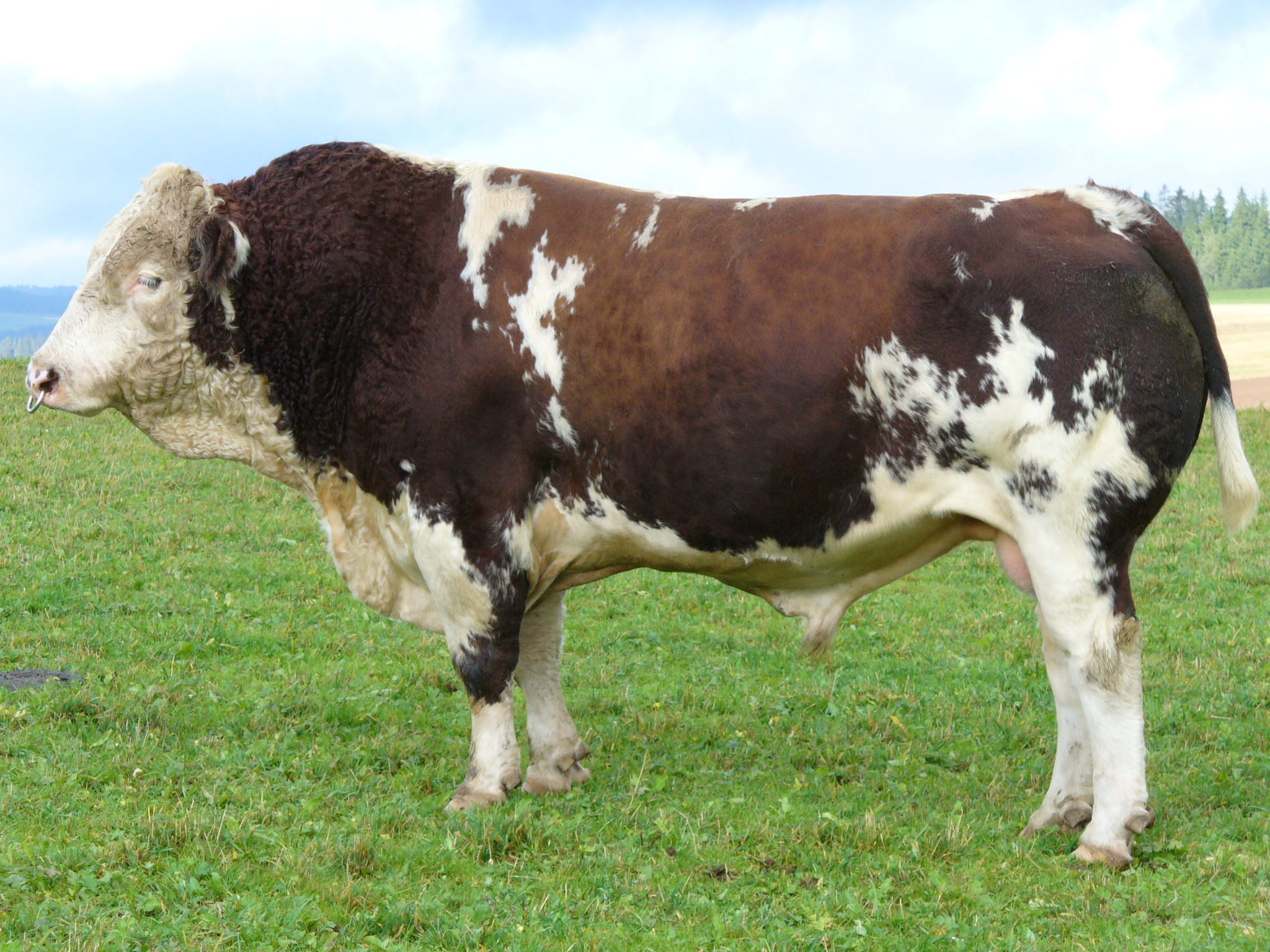 Cattle on pasture