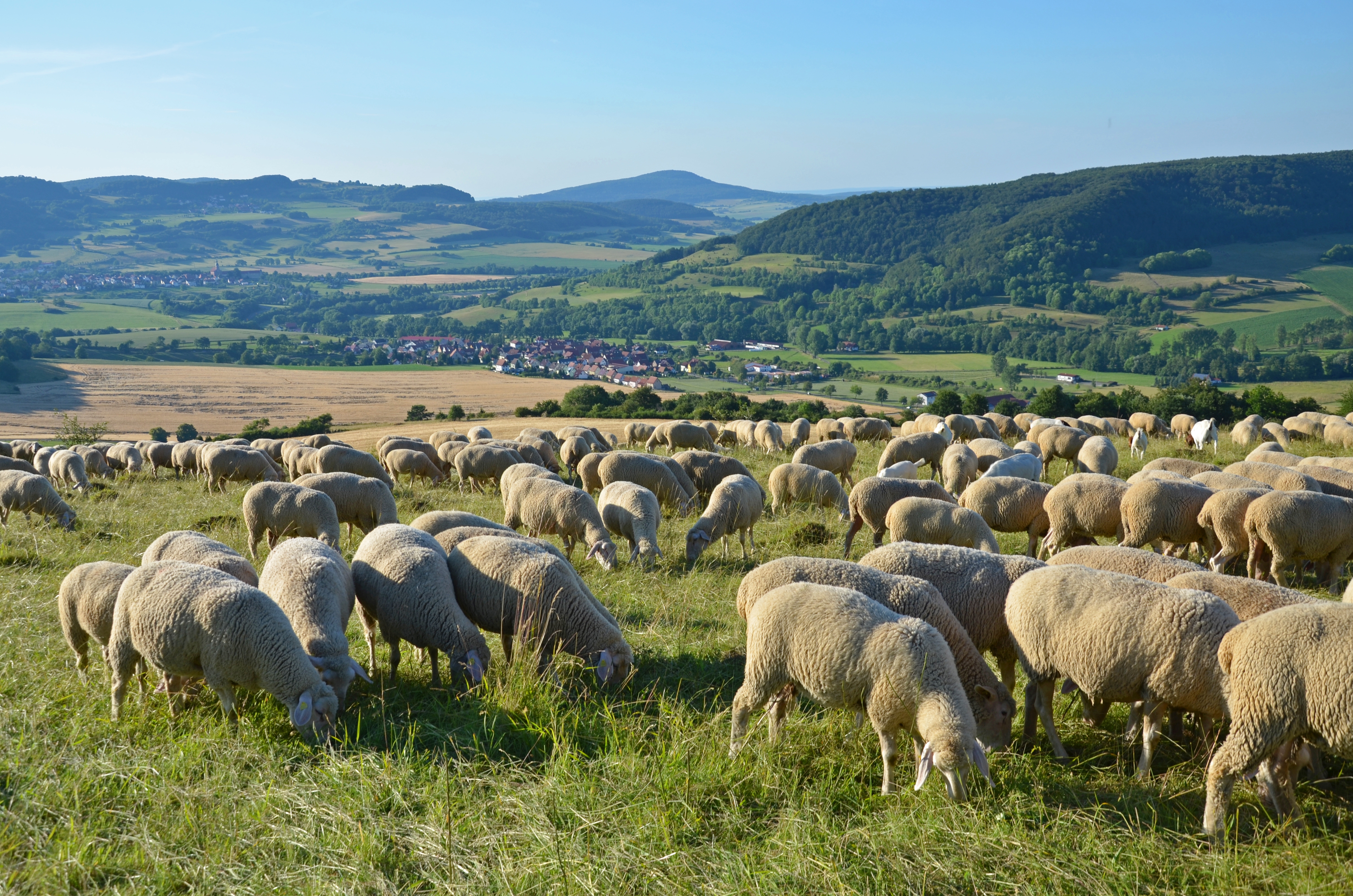 Das Bild zeigt eine Herde Rhönschafe in einer strukturierten Agrarlandschaft