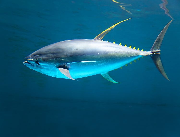 A tuna in the ocean