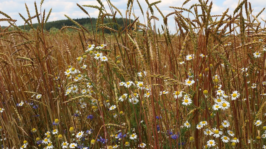 Weizenvielfalt mit weißen Blüten