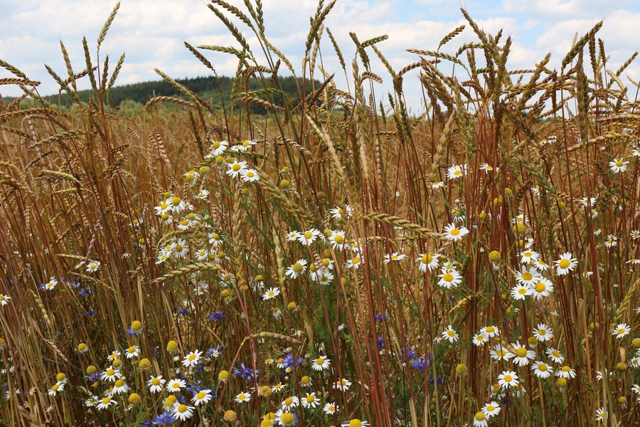 Weizenvielfalt mit weißen Blüten