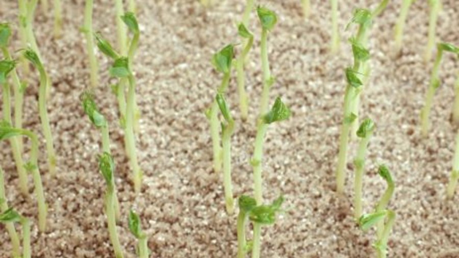 Peas, germination test in sand- click to enlarge image 