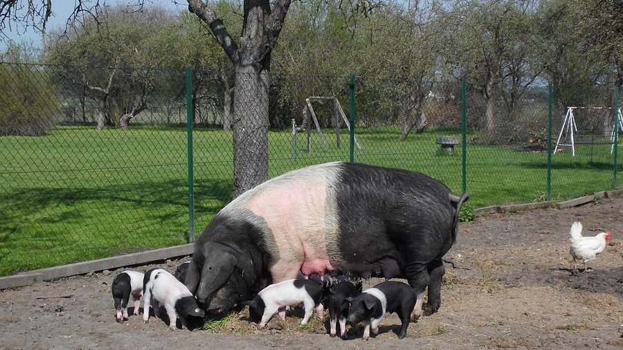 Deutsches Sattelschwein mit einigen Ferkeln