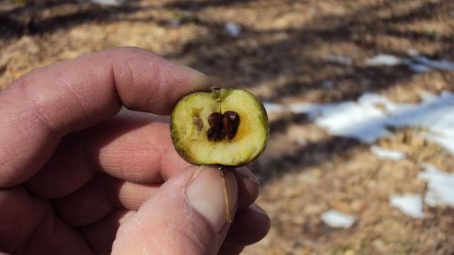 Eine Hand hält die kleine aufgeschnittene Frucht eines Wild-Apfels. Mausklick führt zur vergrößerten Ansicht.