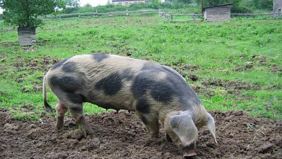 Buntes Bentheimer Schwein auf der Weide. Mausklick führt zu einer vergrößerten Ansicht.