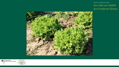 Das Bild zeigt zwei erntereife Pflücksalate mit gekräuselten, grünen Blättern im Feld.