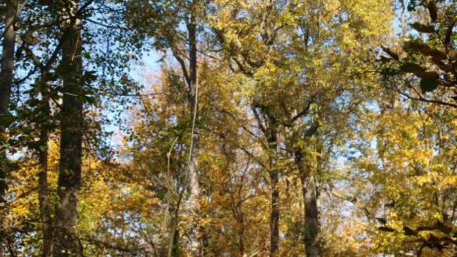 Wild-Birnenbaum im Wald. Mausklick führt zu einer vergrößerten Ansicht.