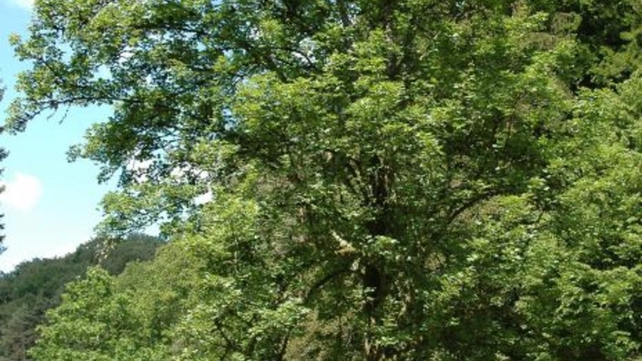 Field maple on meadow. Click leads to enlarged view