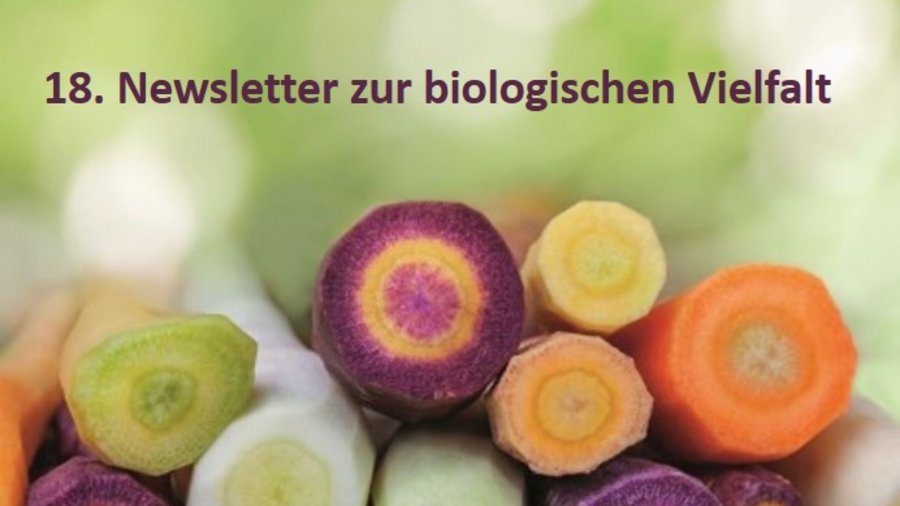 Möhren in verschiedenen bunten Farben, von weiß über gelb und orange bis lila. Mausklick führt zur vergrößerten Ansicht.
