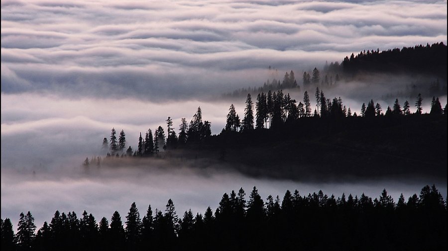 SCHWARZWALD