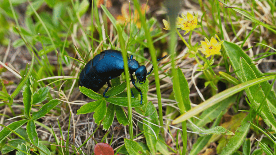 Blauer Käfer auf Wiese