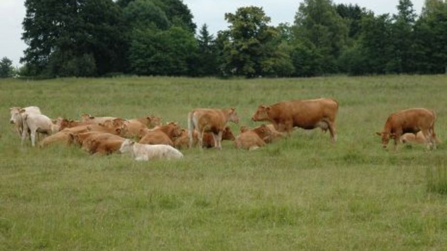 Glan cattle on the pasture. Mouse click leads to enlarged view