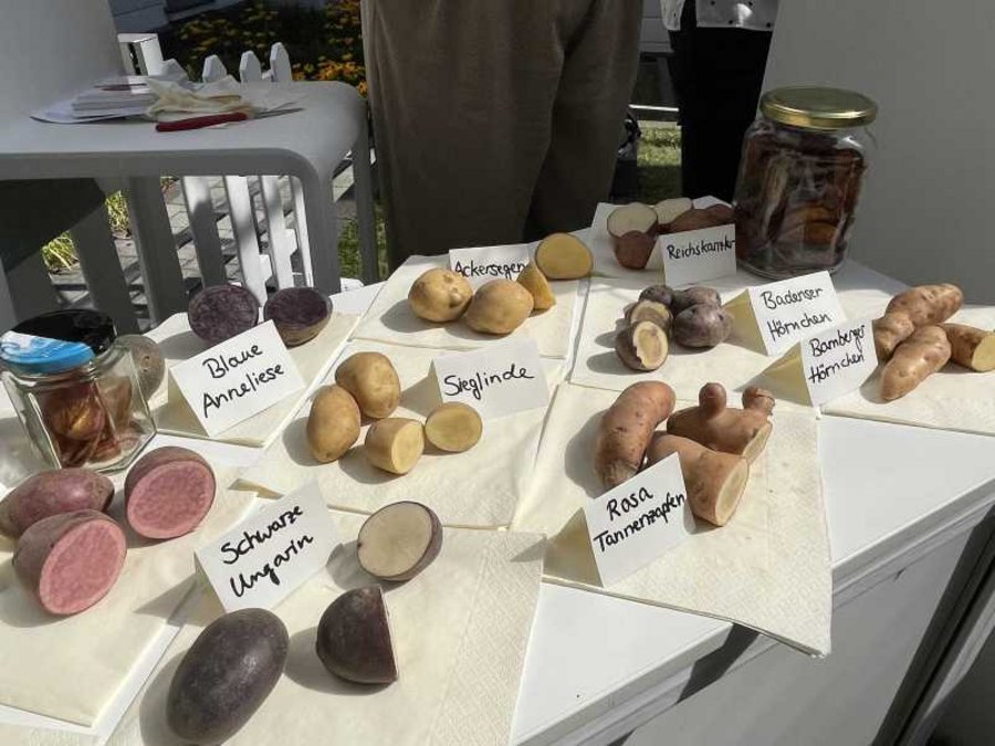 Auf einem Tisch liegen viele verschiedene Kartoffelsorten und zeigen die verschiedenen Farben und Formen.