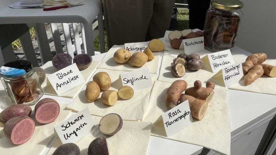 Auf einem Tisch liegen viele verschiedene Kartoffelsorten und zeigen die verschiedenen Farben und Formen.