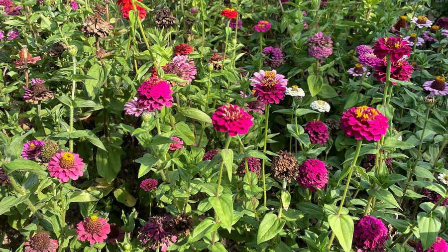 Pink blühende Blumen in einem Gartenbeet.