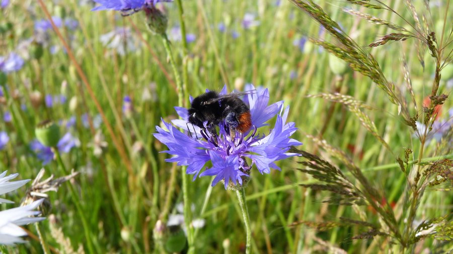 Steinhummel an Kornblume