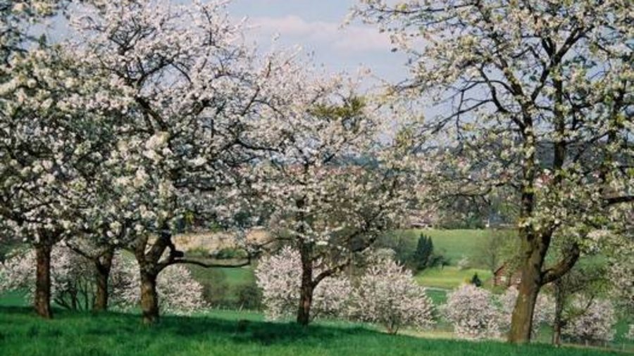 Auf dem Bild sieht man eine Obstwiese mit unterschiedlichen Sorten von Kirschbäumen.