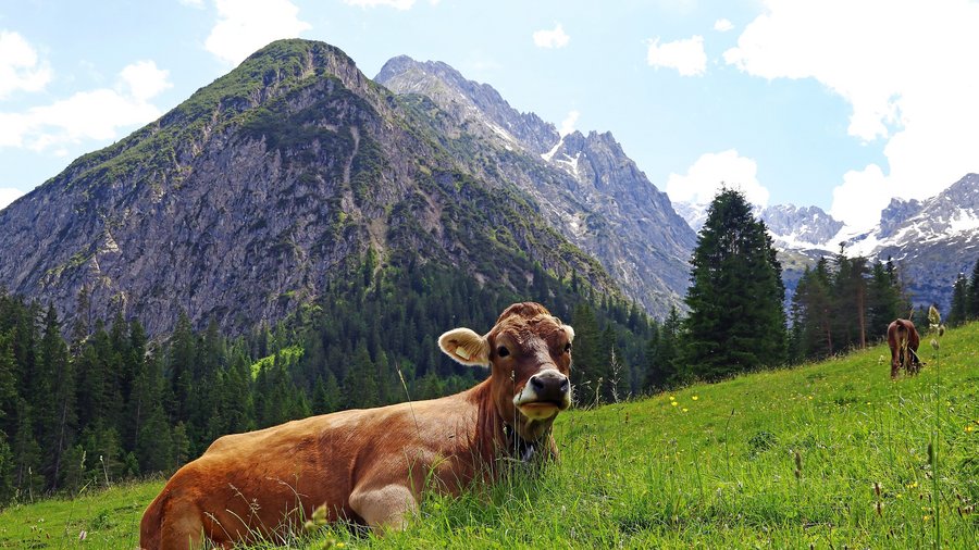 Rind auf Wiese