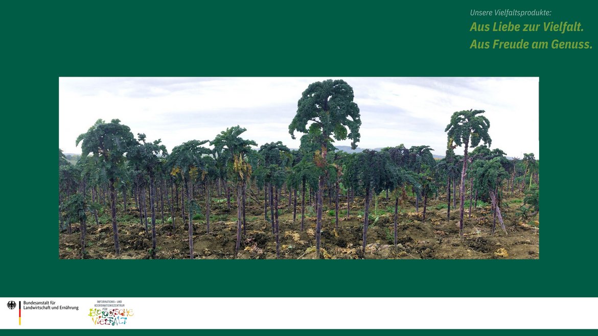 Das Bild zeigt die Grünkohlsorte Lippische Palme auf dem Feld. Mit ihren langen braunen Stielen und grüner "Krone" erinnert sie an kleine Palmen.