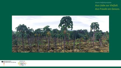 Das Bild zeigt die Grünkohlsorte Lippische Palme auf dem Feld. Mit ihren langen braunen Stielen und grüner "Krone" erinnert sie an kleine Palmen.