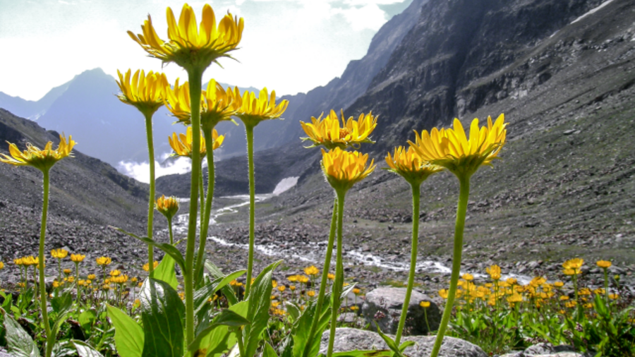 Gelbe Arnikablüten stehen vor einer Hochgebirgslandschaft