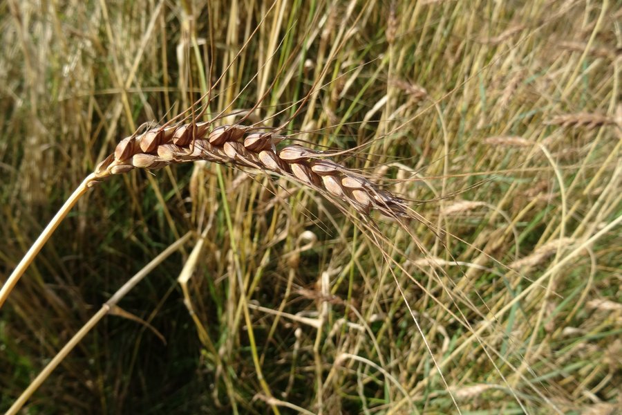 Eine einzelne Weizenähre mit Grannen im Vordergrund.